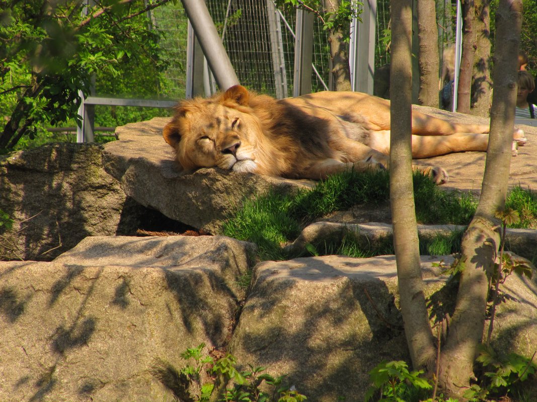 Löwe in der Mittagssonne - München