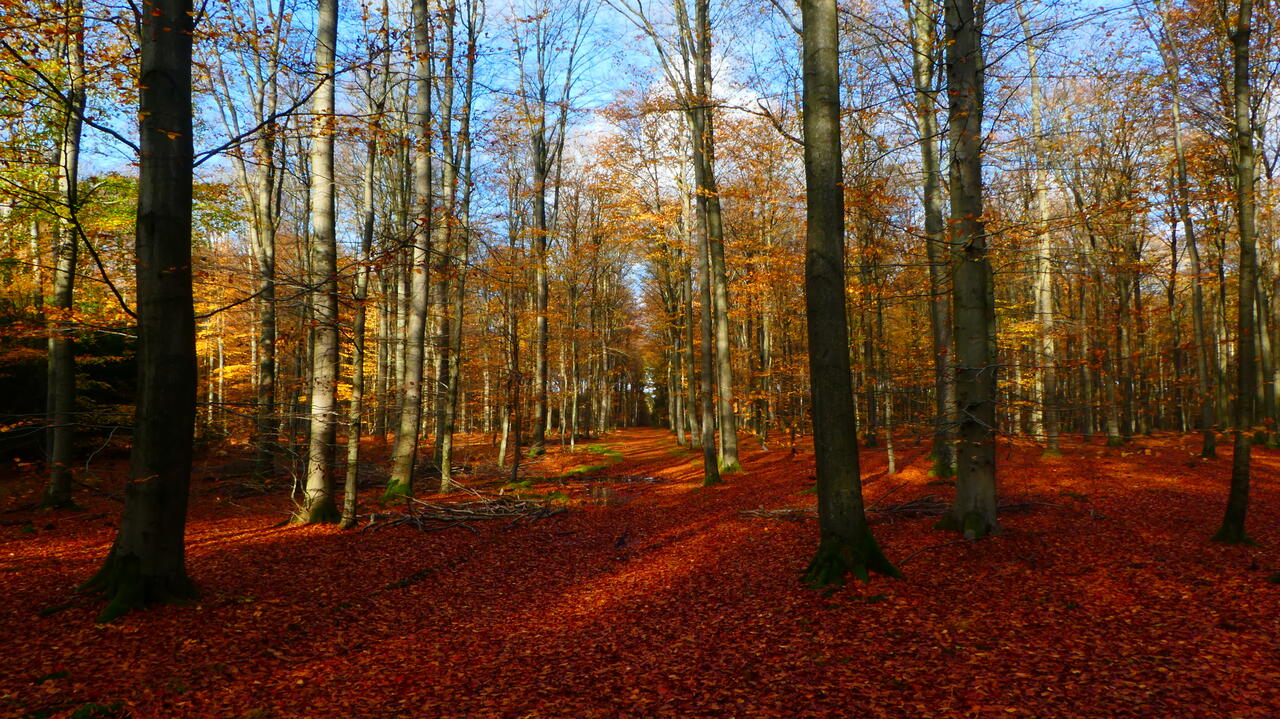 Herbst-Impressionen - Wald