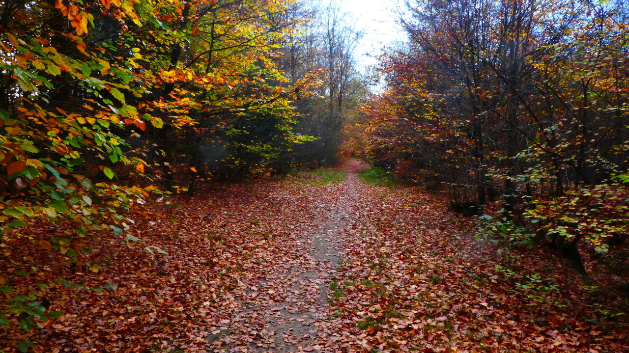 Herbst-Impressionen - Wald