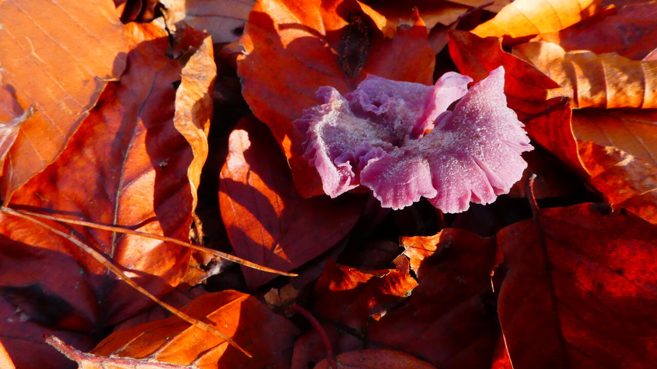 Herbst-Impressionen - Pilze