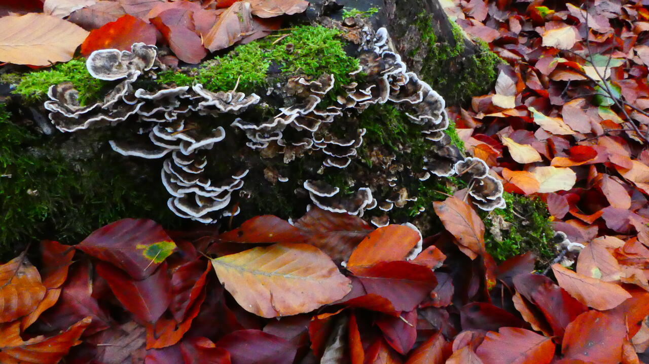 Herbst-Impressionen - Pilze