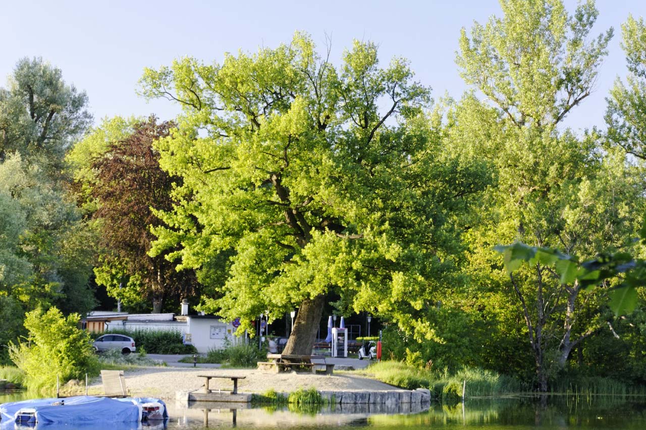 Auwaldsee in Ingolstadt