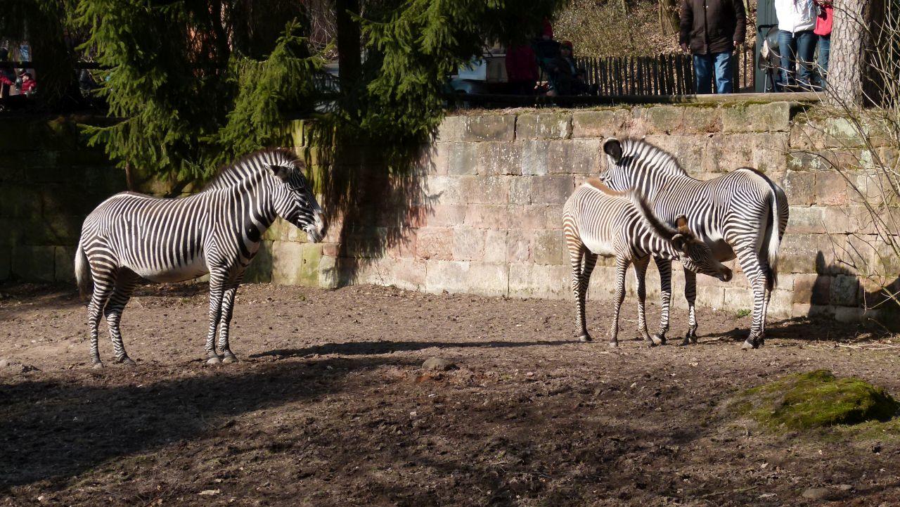 Nürnberger Zoo 2011